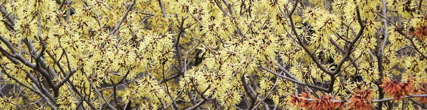 Hamamelis banner